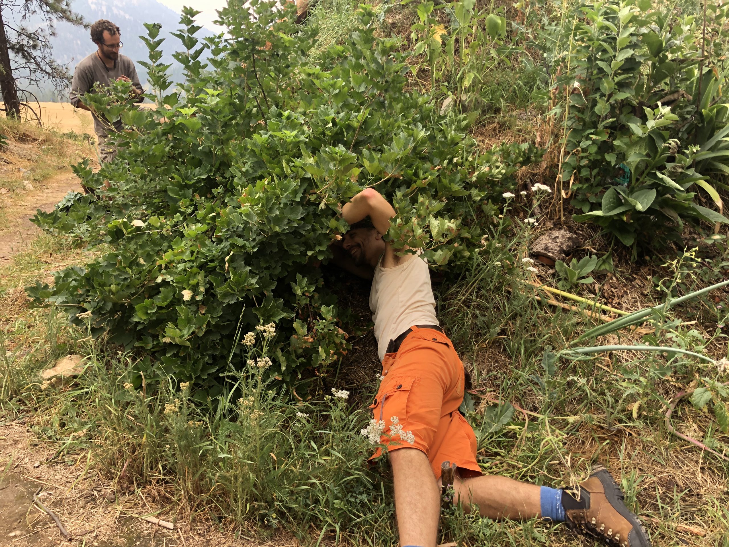 berry-bush